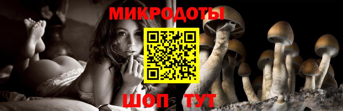 Галлюциногенные грибы Psilocybe Зима